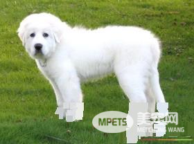 大白熊犬如何辨认 白金毛犬与大白熊犬的区别