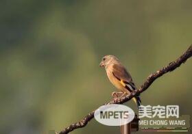 金翅雀喂养 只要食水充足笼子卫生搞好就行