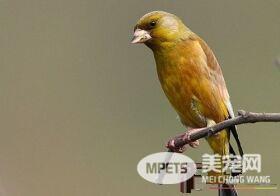 金翅雀喂养 只要食水充足笼子卫生搞好就行