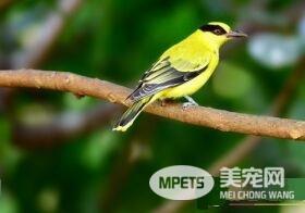 黄鹂鸟外形 毛片紧薄体形如梭的善飞身材
