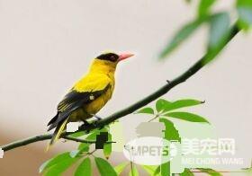 黄鹂鸟外形 毛片紧薄体形如梭的善飞身材