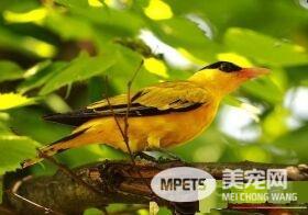 黄鹂鸟是怎么叫的 黄鹂鸟是大自然的歌唱家