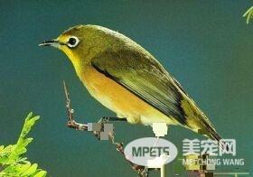 黄鹂鸟是怎么叫的 黄鹂鸟是大自然的歌唱家