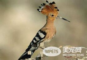 戴胜鸟是保护动物吗 属于国家二级保护动物
