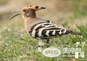 戴胜鸟的叫声 戴胜鸟的叫声类似姑姑有关