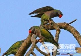 大绯胸鹦鹉寿命 大绯胸鹦鹉平均寿命25年