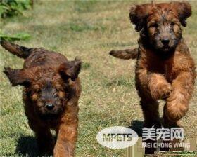 伯瑞犬优缺点 很具有个性和创意聪明而无畏