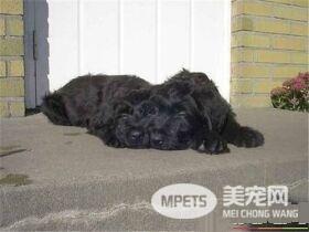 伯瑞犬优缺点 很具有个性和创意聪明而无畏