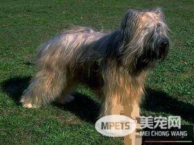 伯瑞犬智商排名 伯瑞犬智商排名在第30位