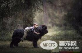 伯瑞犬智商排名 伯瑞犬智商排名在第30位
