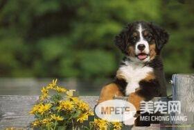伯恩山犬会带孩子吗 伯恩山犬不可带小孩