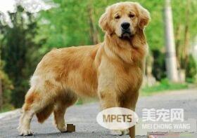 伯恩山犬和金毛哪个好 伯恩山犬是理想的家庭犬