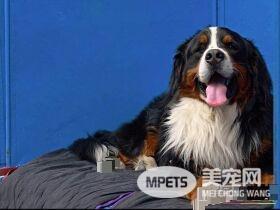伯恩山犬多大 伯恩山犬身高在50到70厘米