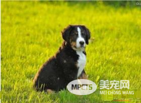 伯恩山犬多大 伯恩山犬身高在50到70厘米