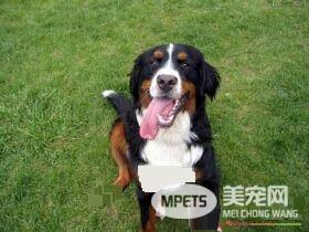 伯恩山犬掉毛吗 伯恩山犬掉毛处理方法