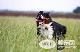 伯恩山犬的样子 伯恩山犬外形特征表现