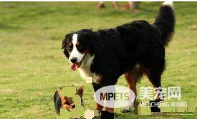伯恩山犬的样子 伯恩山犬外形特征表现
