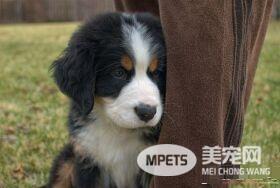伯恩山犬的寿命 大多都是十岁到十五岁之间