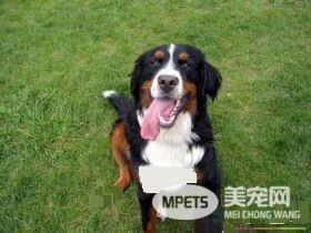 伯恩山犬的寿命 大多都是十岁到十五岁之间