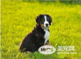伯恩山犬的缺点有哪些 伯恩山犬心理成熟慢