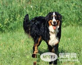 伯恩山犬的缺点有哪些 伯恩山犬心理成熟慢