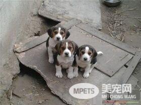 比利时牧羊犬多久成年 成长到6到8月开始发情