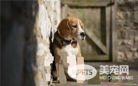 比利时牧羊犬多久成年 成长到6到8月开始发情