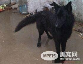 比利时牧羊犬耳朵多大竖起来 一般八个月左右立耳