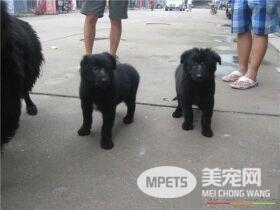 比利时牧羊犬耳朵多大竖起来 一般八个月左右立耳