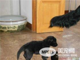 比利时牧羊犬好斗吗 比利时牧羊犬的饲养方法