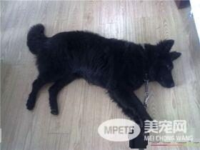 比利时牧羊犬好么 比利时牧羊犬警戒心强