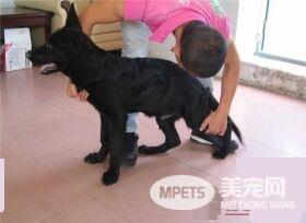 比利时牧羊犬好么 比利时牧羊犬警戒心强