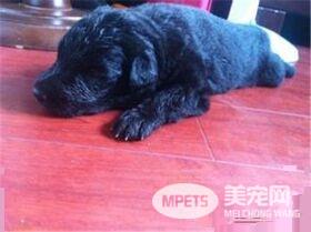 比利时牧羊犬和马犬区别 是比利时牧羊犬的一种