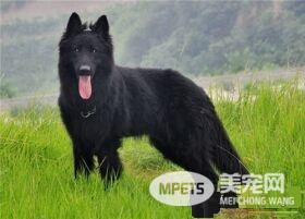 比利时牧羊犬和马犬区别 是比利时牧羊犬的一种