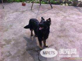 比利时牧羊犬会攻击人 得看主人调教的好不好