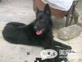 比利时牧羊犬会攻击人 得看主人调教的好不好