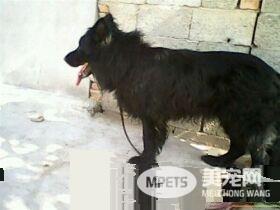 比利时牧羊犬会咬人吗 一般情况是不会咬人的
