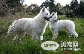 比利时牧羊犬会咬人吗 一般情况是不会咬人的