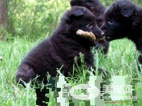 比利时牧羊犬肩高 比利时牧羊犬肩高55到66厘米