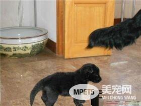 比利时牧羊犬肩高 比利时牧羊犬肩高55到66厘米