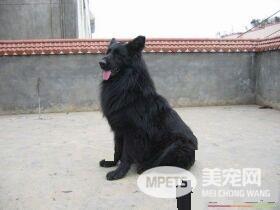 比利时牧羊犬鉴定方法 比利时牧羊犬的体型