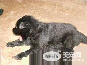 比利时牧羊犬鉴定方法 比利时牧羊犬的体型