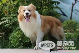 边境牧羊犬特性 边境牧羊犬的个性特征