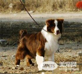 边境牧羊犬特性 边境牧羊犬的个性特征