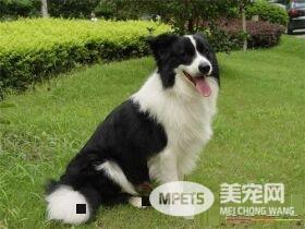 边境牧羊犬品相 颈部长度恰当结实且肌肉发达