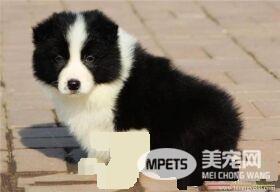 边境牧羊犬粮 边境牧羊犬吃什么狗粮好