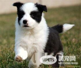 边境牧羊犬粮 边境牧羊犬吃什么狗粮好