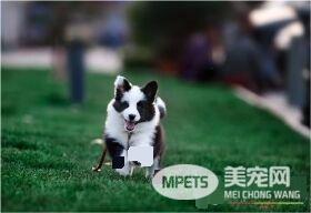 边境牧羊犬厉害不 边境牧羊犬是很顺从的狗狗