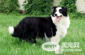 边境牧羊犬厉害不 边境牧羊犬是很顺从的狗狗
