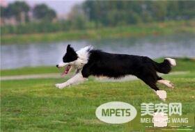 边境牧羊犬幼犬特征 边境宝宝嘴巴很宽